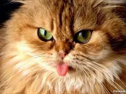 Котики