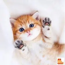 Котики
