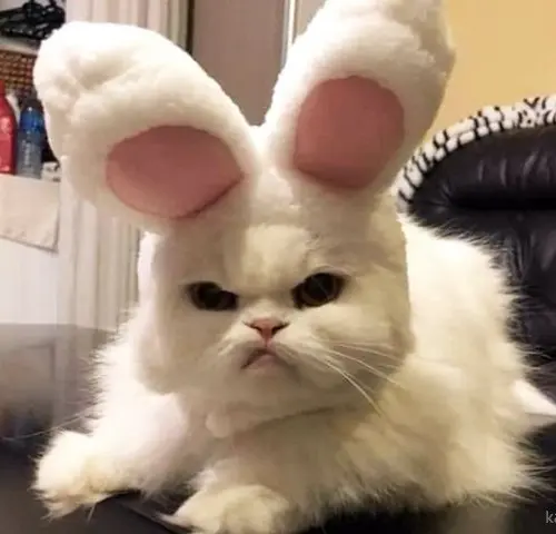 Котики