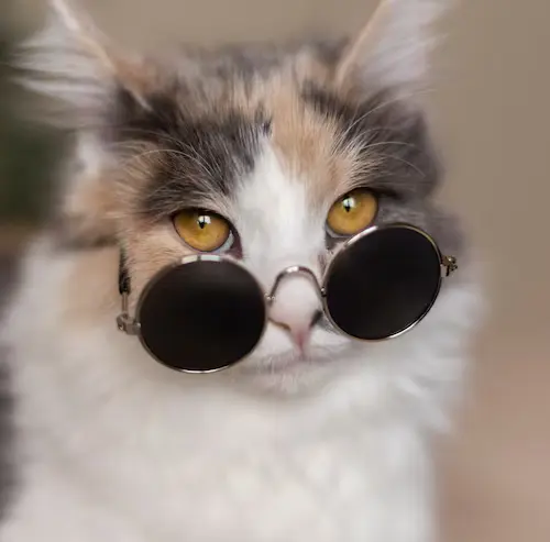 Котики